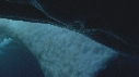 ICEBERG