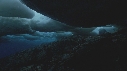 BLOC DE GLACE, ALGUES