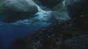 BLOC DE GLACE, ALGUES