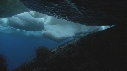 BLOC DE GLACE, ALGUES