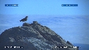 PETREL COLONIE