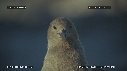 PETREL COLONIE