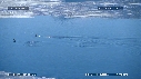 MANCHOTS, ICEBERG