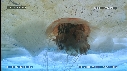 MEDUSE