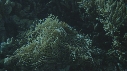 POISSON CLOWN