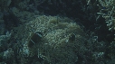 POISSON CLOWN