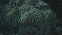 POISSON CLOWN