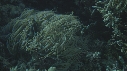 POISSON CLOWN