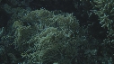 POISSON CLOWN