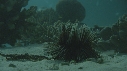 ETOILE DE MER, OURSIN