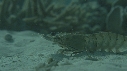 CREVETTE