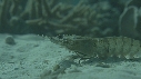 CREVETTE