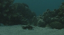 CRABE
