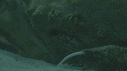 CRABE