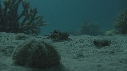 CRABE, CERIANTHE