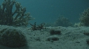 CRABE, CERIANTHE
