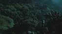 CORAIL, SERPENT