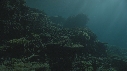 CORAIL, SERPENT, POISSON