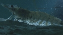 CREVETTE