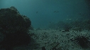 CRABE, OURSIN, DIVERS