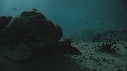 CRABE, OURSIN, DIVERS