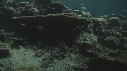 CORAIL