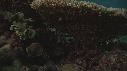 CORAIL