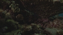 CORAIL