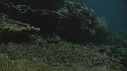 CORAIL