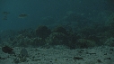 CRABE