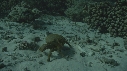 CRABE