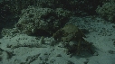 CRABE