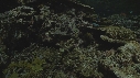 CORAIL, MURENE