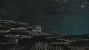 TRITON, ARCANTASTER