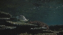 TRITON, ARCANTASTER
