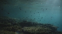 CORAIL