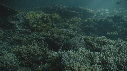 CORAIL, POISSONS CLOWNS