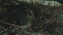 CORAIL, LANGOUSTE