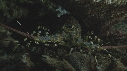 LANGOUSTE