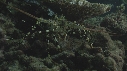 LANGOUSTE