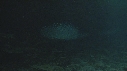 POISSON ARGENTE