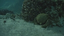 ARAIGNEES DE MER