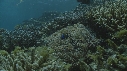 POISSONS CLOWN, ANEMONE