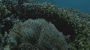 POISSONS CLOWN, ANEMONE