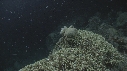 CRABE DROMIA DORMIA
