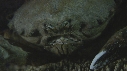 CRABE