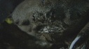 CRABE