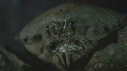 CRABE