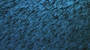 GLASS FISH