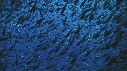 BANC DE GLASS FISH